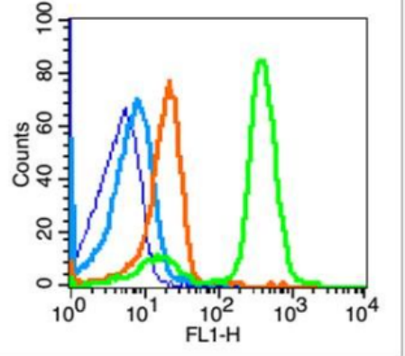 Anti-beta-Amyloid 1-42(CT) antibody-β淀粉样肽/Aβ42抗体,beta-Amyloid 1-42(CT)