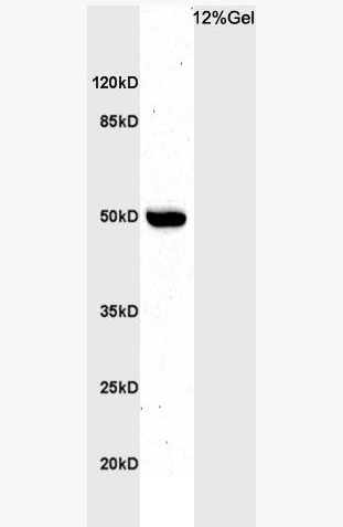 Anti-BHLHE41 antibody-BHLHE41抗體,BHLHE41