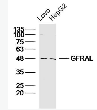 Anti-GFRAL antibody-胶质细胞系源性神经营养因子受体α1样蛋白抗体,GFRAL