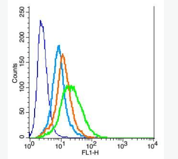 Anti-PMCA2 antibody-細(xì)胞膜鈣轉(zhuǎn)運(yùn)ATP酶抗體,PMCA2