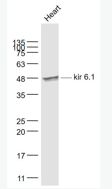 Anti-kir 6.1 antibody-ATP敏感钾离子通道蛋白抗体,kir 6.1