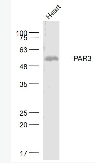 Anti-PAR3 antibody-蛋白酶激活受體3抗體,PAR3