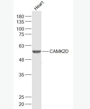 Anti-CaMKII delta antibody-鈣/鈣調(diào)素依賴蛋白激酶2D(CaMKIIδ)抗體,CaMKII delta