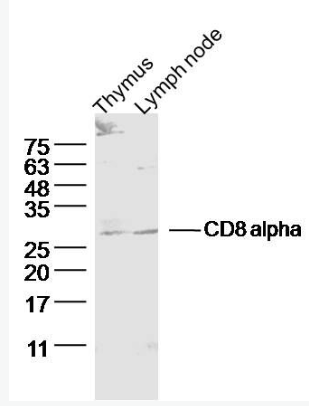 Anti-CD8 alpha antibody-CD8抗体,CD8 alpha