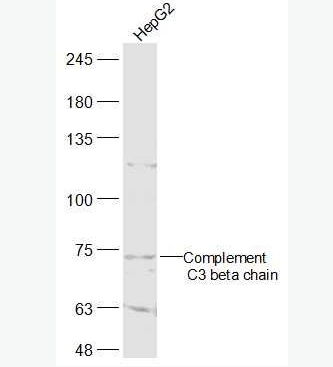 Anti-Complement C3 beta chain antibody-补体C3b抗体,Complement C3 beta chain