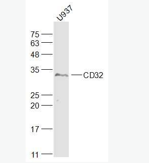 Anti-CD32 antibody-免疫球蛋白G Fc段受体Ⅱ抗体,CD32