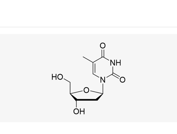 Thymidine (dT),Thymidine (dT)