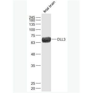 Anti-DLL3 antibody-Notch信号通路Delta样配体3抗体