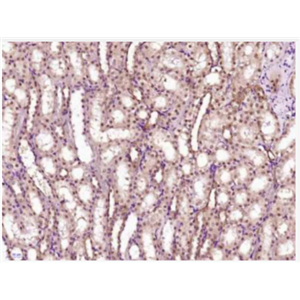 Anti-GCMA antibody-绒毛膜特异性转录因子GCMa抗体,GCMA