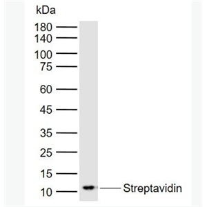 Anti-Streptavidin antibody-链酶亲和素抗体