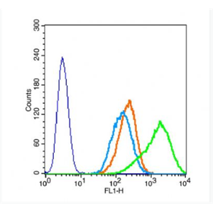 Anti-WDR16 antibody-WD重复蛋白16抗体