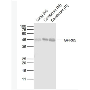 Anti-GPR65 antibody-G蛋白偶联受体65抗体