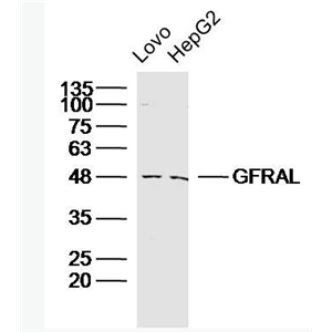 Anti-GFRAL antibody-胶质细胞系源性神经营养因子受体α1样蛋白抗体,GFRAL