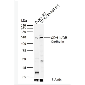 Anti-CDH11/OB Cadherin antibody-钙粘附蛋白-11抗体