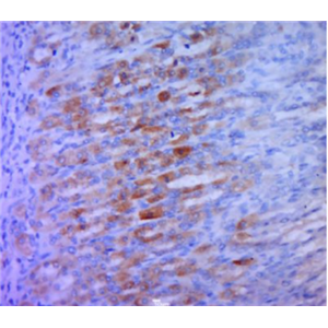 Anti-STING1 antibody-跨膜蛋白173抗體