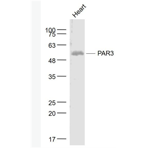 Anti-PAR3 antibody-蛋白酶激活受体3抗体