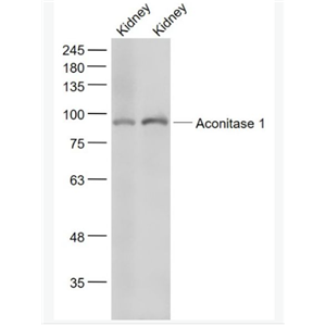 Anti-Aconitase 1 antibody-铁调节蛋白1抗体