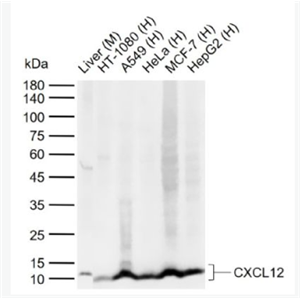 Anti-CXCL12 antibody-基质细胞衍生因子1抗体