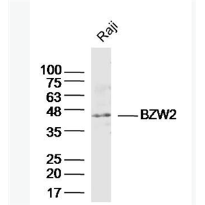 Anti-BZW2 antibody-BZW2蛋白抗体