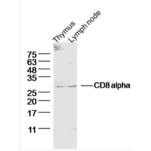 Anti-CD8 alpha antibody-CD8抗体