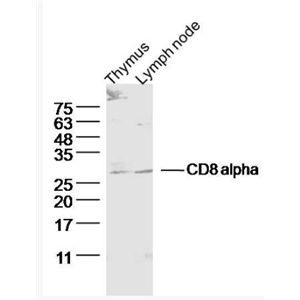 Anti-CD8 alpha antibody-CD8抗体,CD8 alpha