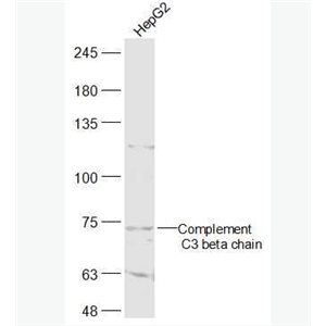 Anti-Complement C3 beta chain antibody-补体C3b抗体