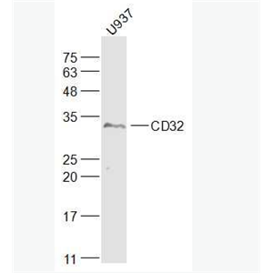Anti-CD32 antibody-免疫球蛋白G Fc段受体Ⅱ抗体,CD32