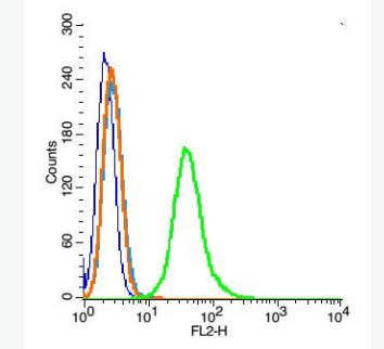 Anti-FAM61B antibody-FAM61B蛋白抗体,FAM61B