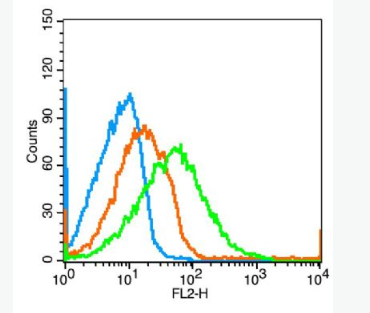 Anti-Neuroligin 3 antibody-突觸細(xì)胞粘附分子3抗體,Neuroligin 3