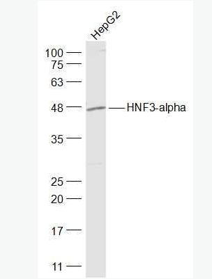 Anti-HNF3-alpha/FOXA1 antibody-转录因子HNF-3α/FOXA1抗体,HNF3-alpha/FOXA1