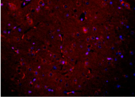 Anti-Neuronatin antibody-胚胎神经细胞NNAT抗体,Neuronatin