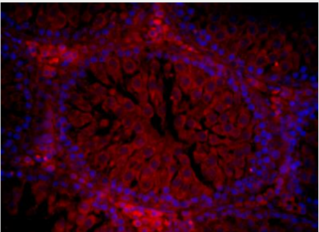 Anti-NPW/Neuropeptide W antibody-神经肽W抗体,NPW/Neuropeptide W