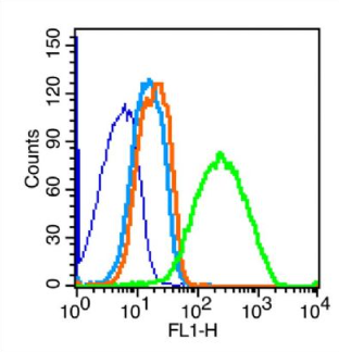 Anti-VE Cadherin  antibody-血管内皮钙粘蛋白抗体,VE Cadherin