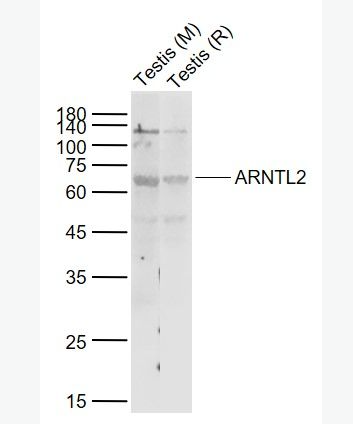 Anti-ARNTL2 antibody-芳香烃受体核转录蛋白样2抗体,ARNTL2