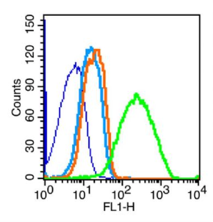 Anti-VE Cadherin antibody-血管内皮钙粘蛋白抗体,VE Cadherin