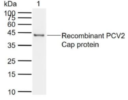 Anti-PCV2 capsid protein antibody-猪圆环病毒Ⅱ型衣壳蛋白抗体,PCV2 capsid protein