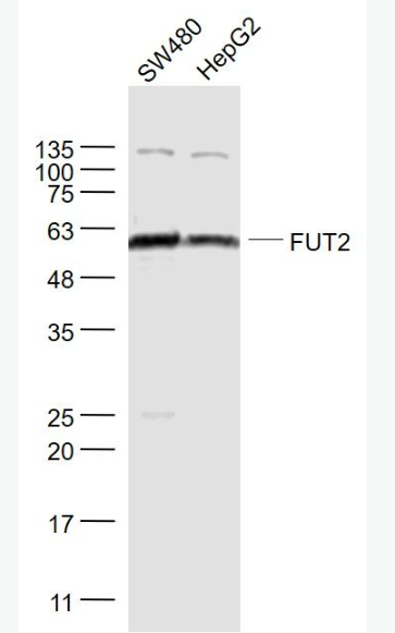 Anti-FUT2 antibody-巖藻糖轉(zhuǎn)移酶2抗體,FUT2