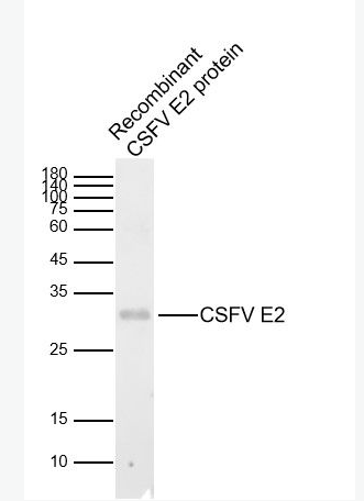 Anti-CSFV E2 antibody-猪瘟病毒包膜糖蛋白E2抗体,CSFV E2