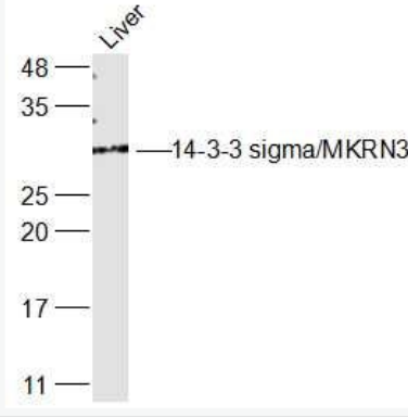 Anti-14-3-3 sigma antibody-14-3-3 sigma抗体,14-3-3 sigma