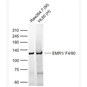 Anti-ADGRE1  antibody-表皮生长因子样激素受体1（EMR1）抗体