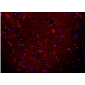 Anti-Neuronatin antibody-胚胎神经细胞NNAT抗体,Neuronatin