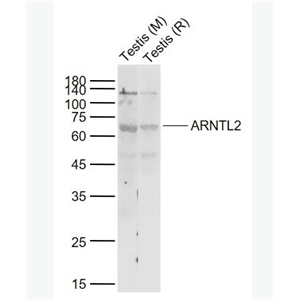 Anti-ARNTL2 antibody-芳香烃受体核转录蛋白样2抗体