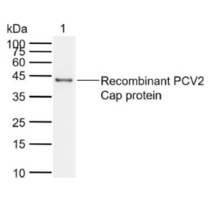 Anti-PCV2 capsid protein antibody-猪圆环病毒Ⅱ型衣壳蛋白抗体
