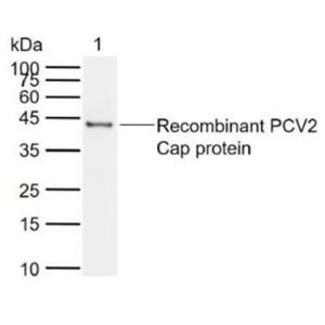 Anti-PCV2 capsid protein antibody-豬圓環(huán)病毒Ⅱ型衣殼蛋白抗體