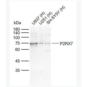 Anti-P2RX7 antibody-嘌呤受体P2X7抗体