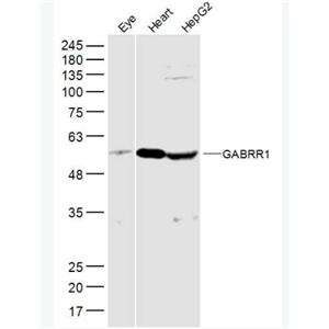 Anti-GABRR1 antibody-G氨基丁酸A型受体rho1/GABAA Rρ1抗体