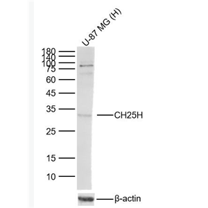 Anti-CH25H antibody-胆固醇25羟化酶抗体