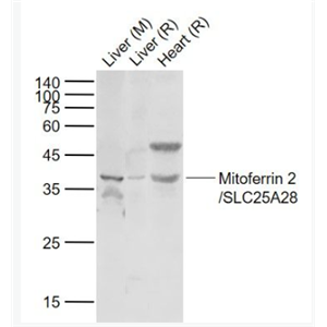 Anti-Mitoferrin 2/SLC25A28 antibody-线粒体铁转运蛋白2抗体,Mitoferrin 2/SLC25A28