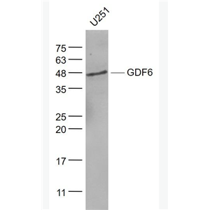 Anti-GDF6 antibody-生长分化因子6抗体