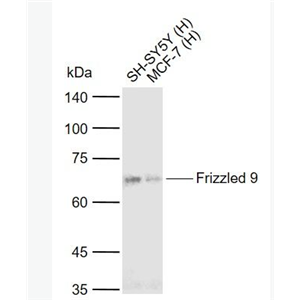 Anti-Frizzled 9 antibody-CD349抗体